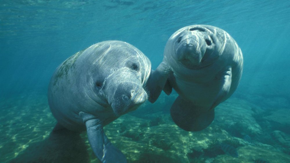 west-indian-manatee-two.ngsversion.1397154325004.thumb.jpg.8c630a525b974b12af43813cf3333a9f.jpg