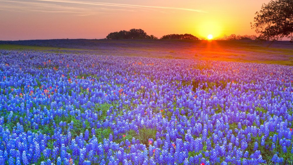 Bluebonnet sunset.jpg