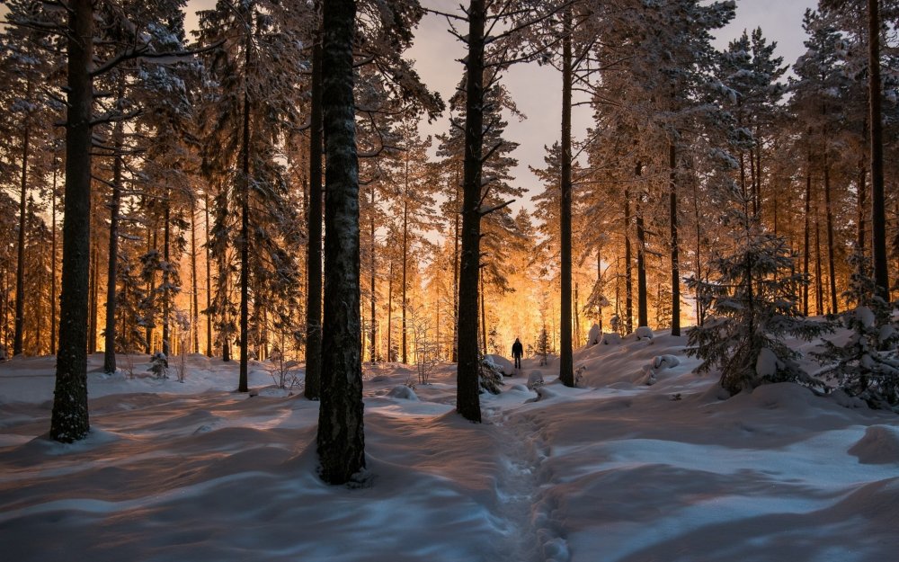 5ac49e741d3eb_Glowingwinterforest.thumb.jpg.88f0e4f77beeecb09ac574872da9b778.jpg