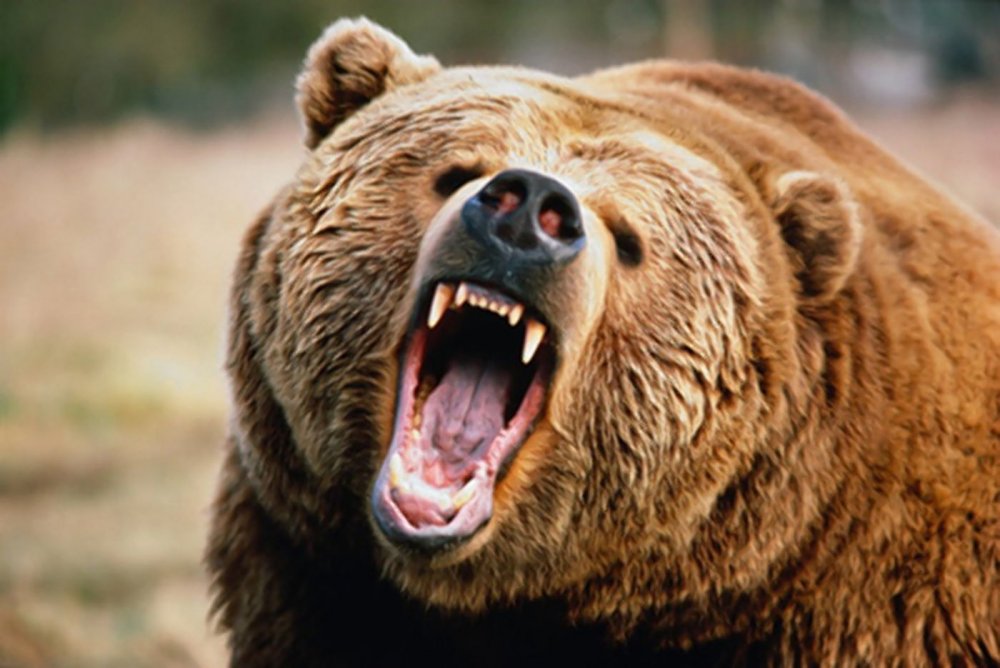 angry bear.jpg