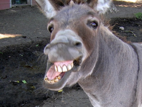 donkey.jpg.2dbc256d1a0b415a0dce75544fc9bf27.jpg