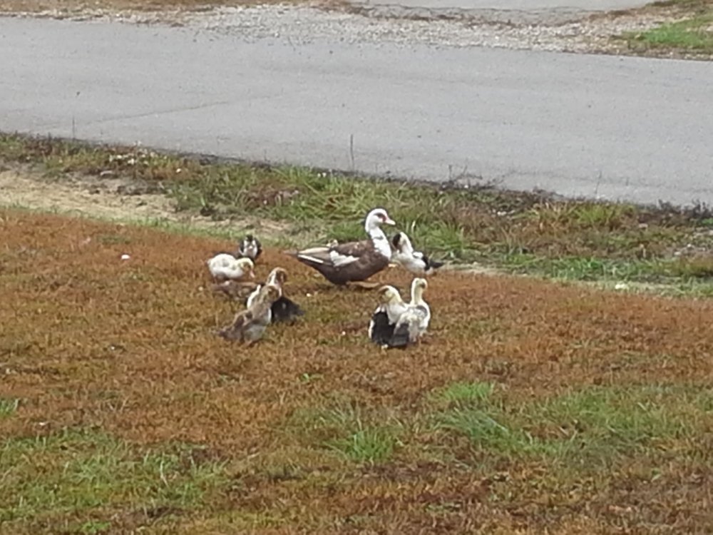 Duck army 1.jpg