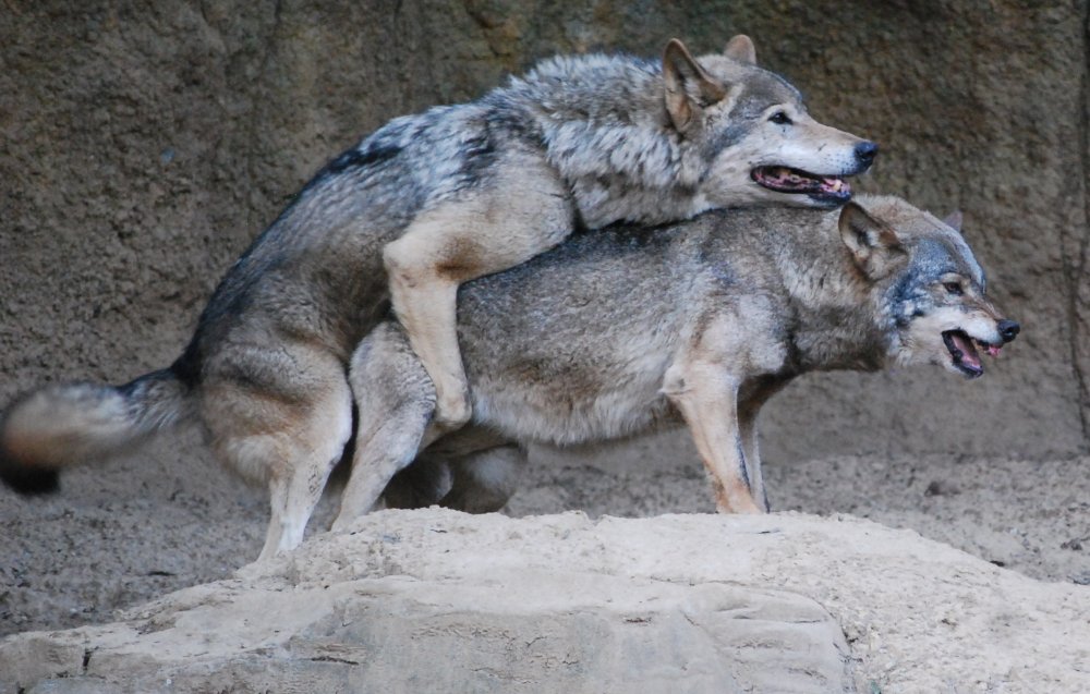 Korean_wolves_mating_(cropped).thumb.jpg.6918e4742007084f77e6e00e362a751b.jpg