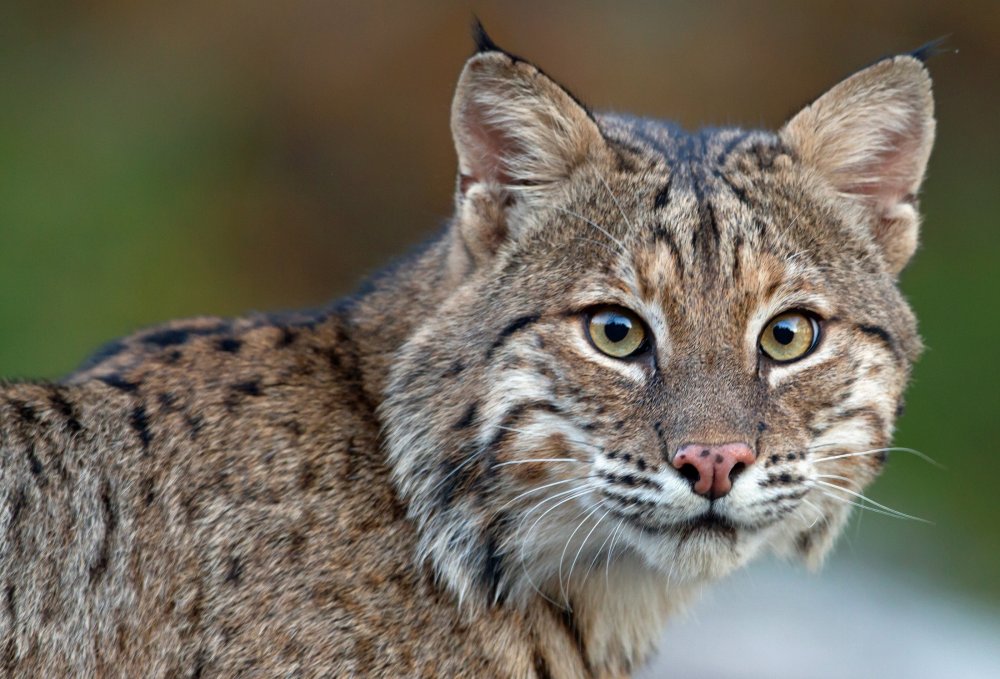 bobcat-2.jpg