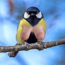 Birds_of_Sweden_2016_37.jpg.ada26ec78f52f48f1342786d96db94b7.jpg