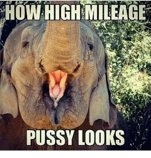 how-high-mileage-pussy-looks-24098866.png.c92e0fb7a4ffd734fd476e1e101638c1.png