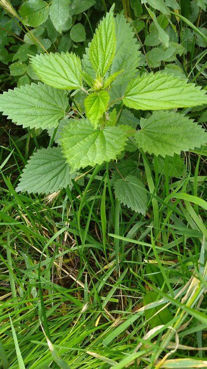 Stinging-Nettle.jpg