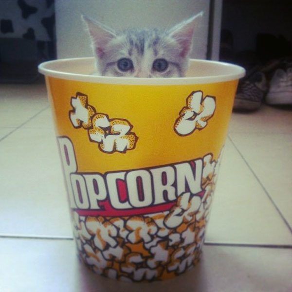 can-cats-eat-popcorn-05.jpg