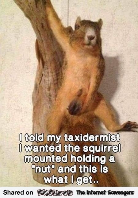 4-funny-taxidermist-squirrel-prank.jpg.dd8d6b6a6e7325ab9c12c19bfe707c1b.jpg
