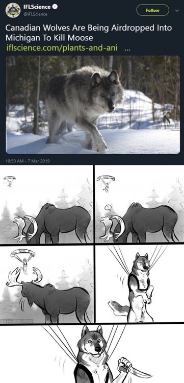 canadian wolves.jpg