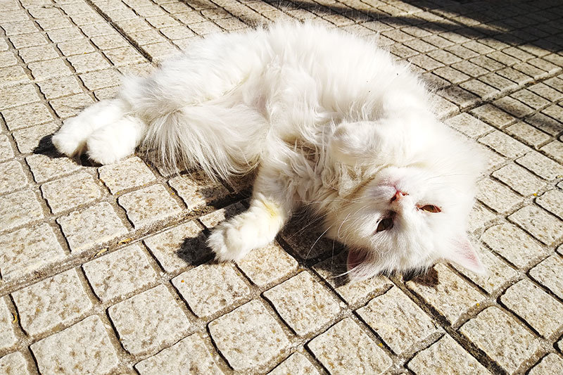 cat-lying-down-on-back-sleeping-in-sun.jpg
