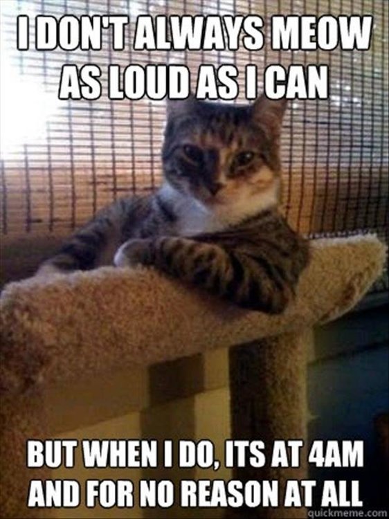 funny-cat-meme-i-dont-always-meow-as-loud-as-i-can.jpg