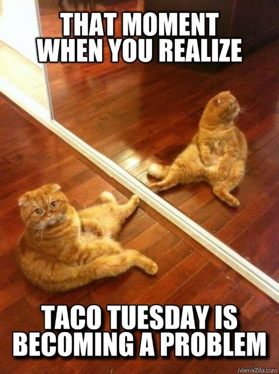 That-moment-when-you-realise-taco-tuesday-is-becoming-a-problem-cat-meme-7211.thumb.png.585a65e9789ed6eca96d421cd2456b4a.png