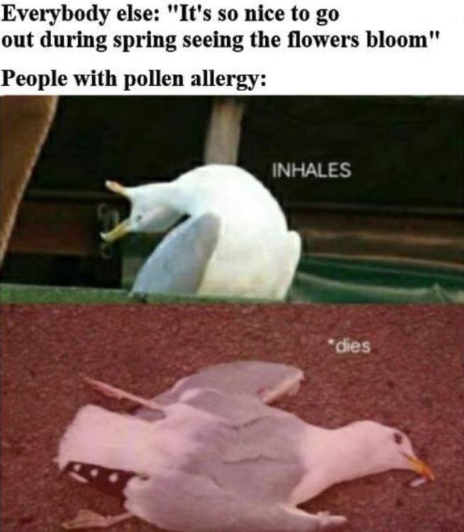 allergies.jpg.9eaf3d4c9e03d61a8ba0f74a99d69fdf.jpg