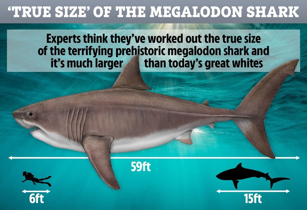 ac-graphic-tech-megalodon-v3-1.thumb.jpg.41243742218b327d9a1ea6bd60587c60.jpg