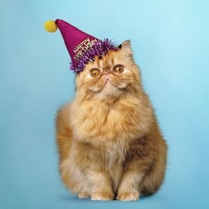surprised-red-persian-cat-wearing-happy-birthday-11384369.jpg
