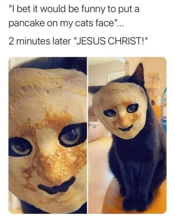 Zee cat with a pancake on its face.jpg