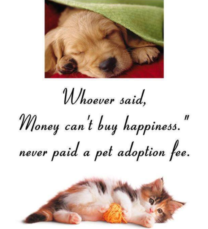 image.thumb.png.cabee84ee6012d69cff8e0232d4a2592.png