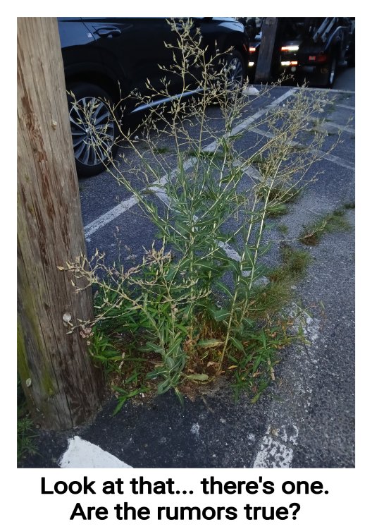 A plant.jpg