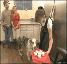 dog-remember.gif.6c8744e89db79bcd1dad7c5c1846f1b9.gif