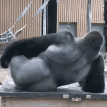 gorila-ass.gif.36955718e3c8e1b0301b8172174c91dd.gif
