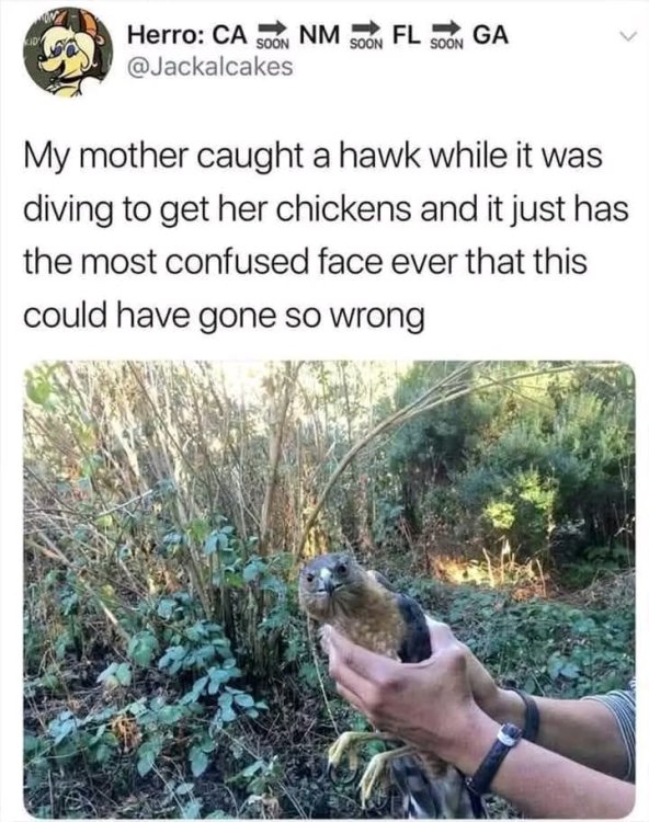 1755377744088.jpg