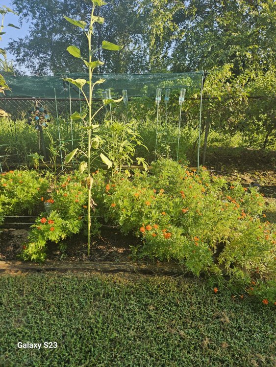 garden 2025.jpeg