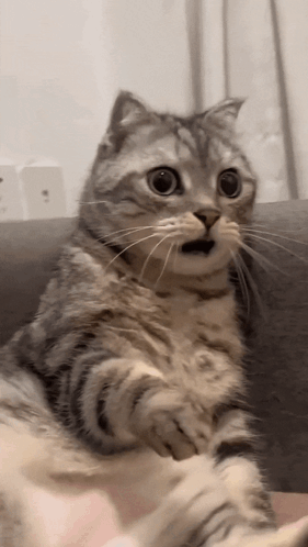 shocked-surprised(2).gif.6aa373fa687fa47f10ec81ad70f62316.gif