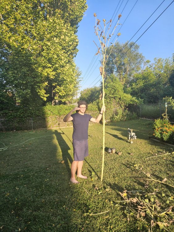 sunflower 2025 final form.jpeg