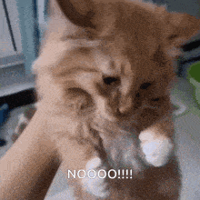 cat-cute-cat.gif.41d94efa8cfccdffe0300adb9f942750.gif
